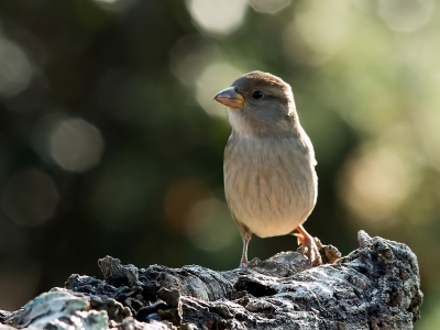 Rotsmus bij de vogelhut op Monte Horizonte in de Alentejo regio van Portugal. het gelige vlakje onder de snavel is duidelijk te zien.