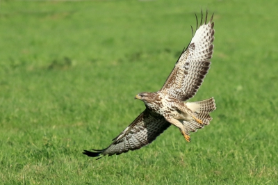 Nog een plaatje gemaakt op het vliegveld, waar een aantal buizerds vertoeven.