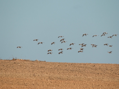 Wat een dag! 118 Grote Trappen gezien tijdens een excursie op de steppen van de Alentejo regio van Portugal. Dit is de tweede foto van de groep waarop 49 Grote Trappen staan en deze foto is iets later gemaakt net vr de landing.