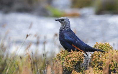 Deze foto van de roodvleugel spreeuw heb ik kunnen maken op de tafel berg in Zuid Afrika , waarom de kop grijs is weet ik niet ik heb er ook een aantal gezien waar de kop zwart was, misschien een jonge vogel