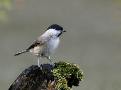 Ik ben druk aan het oefenen met mijn Tamron sp70-300mm. Weinig scherpe foto's. Ik merk dat met een erg klein diafragma wel goede resultaten te behalen zijn. Hier een voorbeeld van een glanskop.