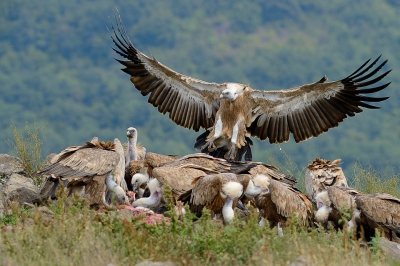 Het Gieren Centrum van de Bulgaarse Vogelbescherming bezit een rotspunt waarop bijgevoerd wordt wanneer de karkassen schaars zijn. Daar is ook een foto hut van waaruit deze foto is gemaakt. Dit is de compositie die ik graag wilde maken.