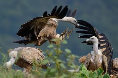 Het Gieren Centrum van de Bulgaarse Vogelbescherming bezit een rotspunt waarop bijgevoerd wordt wanneer de karkassen schaars zijn. Daar is ook een foto hut van waaruit deze foto is gemaakt. Deze landings opname is de fraaiste naar mijn optiek.