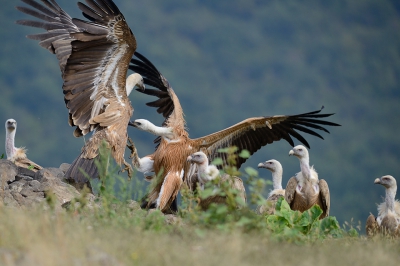 Het Gieren Centrum van de Bulgaarse Vogelbescherming bezit een rotspunt waarop bijgevoerd wordt wanneer de karkassen schaars zijn. Daar is ook een foto hut van waaruit deze foto is gemaakt. Hier wil de jonge Gier (rechts) ook een plek bij het aas.