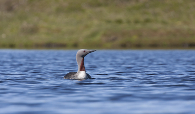 Opname bij prachtig weer en omstandigheden genomen op het eiland Unst (Shetlands)