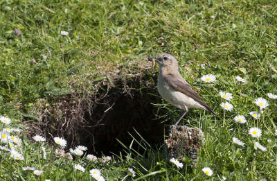 Ik was met een fotoclub op de Shetlands. Schitterende foto's gemaakt. Deze bij toeval. Kwam net aanvliegen met het insect in zijn bek en ging bij het nest zitten