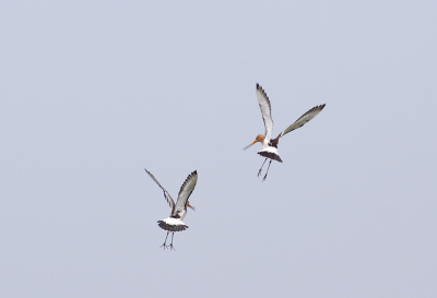 Een veld vol met grutto's. Twee vlogen er plotseling op. Al baltsend in de lucht. Heerlijk die geluiden in het weiland