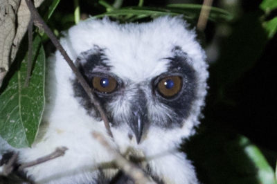 Foto 4: 100% weergave van de kop van de uil uit foto 3 (nog maar 3% van origineel)