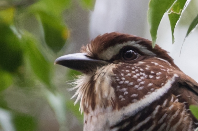 Op verzoek van Lesly een 100% weergave van deze vogel om de ruis te bekijken.