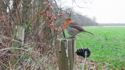 Vandaag lekker met Thijs in de buurt gefotografeerd. We kwamen dit bijzonder tamme Roodborstje tegen. We hebben er ongeveer 2 uur aan besteed zo leuk! Ik heb gexperimenteerd met de groothoek lens op statief en wachten tot hij precies goed zat. De draadloze afstandbediening is dan een uitkomst. Het beestje even laten wenen aan dat rare ding is wel verstandig. Anders heeft ie geen trauma's aan het vuurwerk maar aan mijn sluiterlawaai ;). Thijs en ik vermoeden dat dit exemplaar een punarinta uit Finland is of een ander Scandinavisch land. Daar zullen wel niet van dat soort tieners lopen, en die ondergescheten paaltjes zijn daar hopelijk ook minder ;).

Gr Albert, nog de beste wensen.