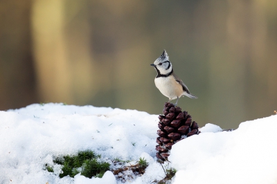 Voor de boshut in Clinge kwam de hele dag door een kuifmees. Het beweeglijke beestje bleef 1 x heel even stil zitten. Door de sneeuw die er nog lag een mooie reflectie