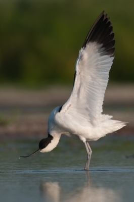 Foto van een tijdje gelden. Deze foto dient als ontgrendeling foto op mijn telefoon. En ik ook bij de jeugd hoor zie ik die foto heel vaak. Ik dacht vandaag, laat ik hem nog plaatsen. Die kluut zou een eens moeten weten.

Gr Albert.