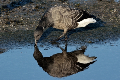 Bij laag water vind je 's winters altijd Rotganzen aan de Brouwersdam.  Ze knabbelen aan het wier, maar ik vraah me af hoeveel er aan te eten is.  Het lijkt een heel dun laagje.   Maar blijkbaar voldoende...  Deze foto is vroeg op de dag genomen, en thuis bleek te reflectie heel mooi uit te komen.  Bijna het effect wat ik zie op de schuilhut foto's.  Dat klopt ook wel, deze is genomen vanuit de mobiele schuilhut.