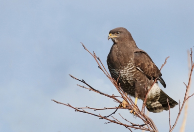 Kwam deze buizerd tegen toen ik onderweg was naar mijn vaste stek.
Toch altijd proberen of hij blijft zitten want meestal vliegen ze weg.
Vond het wel leuk dat het lukte zo op die dunne takjes en ook nog een donker exemplaar.
Gr. Jan