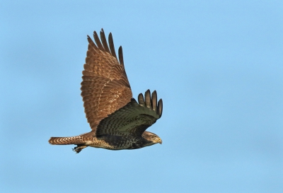 Was vanmiddag tegen drien nog even rondje polder en deze buizerd tegen kwam die een torenvalk aan het verjagen was.
Gr. Jan