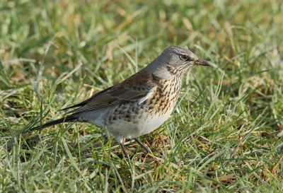 Was een rondje polder en deze KV tegen kwam.
Het waren er wel een stuk of 12 druk met wormen zoeken en deze alsmaar dichterbij naar voren hipte tot heel dichtbij.
Gr. Jan