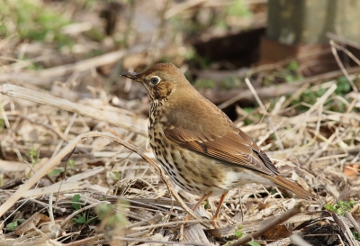 Voordat ik op mijn rondje polder van de week de kramsvogels   tegen kwam had ik deze ZL al gefotografeerd die aan het wormen zoeken was.
Vond hem toch wel mooi om te plaatsen, wat ik niet van plan was.
Gr. Jan