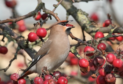 Deze morgen was het mooi zonnig en ben toen naar de Pestvogels gegaan. 
Het was wel even zoeken voordat ik ze vond, maar kon dan wel een paar mooie Plaatjes maken.
Gr. Jan