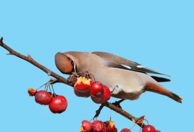 Was deze morgen naar de Pestvogels en deze kon ik aardig vrij fotograferen, dat niet altijd lukte.
Gr. Jan