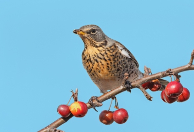 Wat leuk als je bezig bent met pestvogels en dan nog een kramsvogel kan fotograferen die ook even langs kwam.