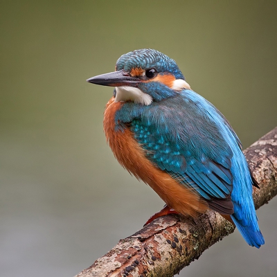 mijn 2e foto die ik wil laten zien is een ijsvogeltje die ik tot nu toe 1x voor mijn lens heb gehad. Genomen vanachter een camouflagenet op een afstand van een meter of 5