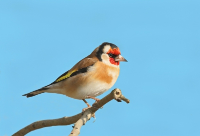 Was nog even naar mijn vaste plekkie gegaan en had daar al een paar keer geprobeerd een putter te fotograferen, maar vandaag ging hij toch even mooi zitten.
Gr. Jan