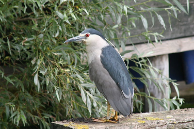 Een redelijk 'tam' exemplaar, foto maken, dichterbij, foto maken, een geringd exemplaar.
Canon 20-D, Telelens, 300 mm, ISO 400, 1/500 sec.