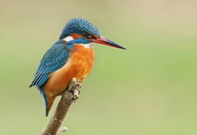 Was vandaag rondje polder en kwam deze ijsvogel tegen die even mooi op dit takje zat te vissen.
Kon maar 4 foto's maken en vond dit de mooiste.
Gr. Jan