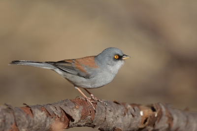 De geeloogjunco is een veel zeldzamer soort dan de dark-eyed junco.  Eigenlijk een Mexikaanse soort, die zijn noordelijkste verspeiding heeft in het zuiden van Arizona.  Deze foto is, net als de enige eerdere foto van deze soort, genomen bij de Santa Rita Lodge in Madeira Canyon.  Persoonlijk vind ik dit mijn mooiste foto van de trip: mooi in de zon, dichtbij (niet uitgesneden), en superscherp.