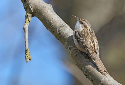 Was vanmiddag rondje polder en even langs me bekende vaste plekje.
Na een uurtje wachten zag ik beweging in de bomen en dat was deze boomkruiper . 
Heb nog heel wat werk gehad voor een plaatje te scieten tussen al die takken.
Gr. Jan