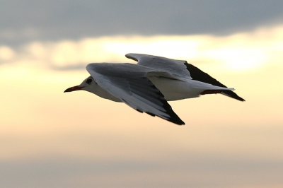 Op de veerboot terug van Texel ergens tegen aan leunen en
konstant foto's maken van de meeuwen die 'meevlogen'.
Canon 20-D, 75-300 Tele, 1/2000 sec. ISO 400