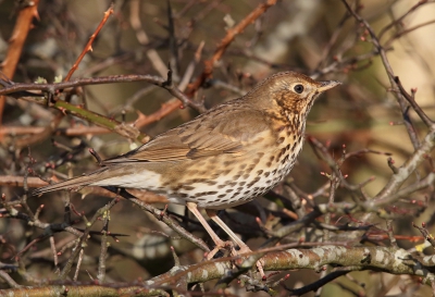 Was op weg naar huis en ineens deze zanglijster zag lopen wormen zoeken. 
Toch maar even stoppen en toen vloog hij dit boompje in en bleef zo even zitten voor de foto.
Gr. Jan