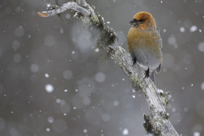 Ik zeg sneeuwval.

Zie mijn verslag op mijn website: http://www.birdshooting.nl/index.php/blog/97-witstuiten-in-noord-finland-2015