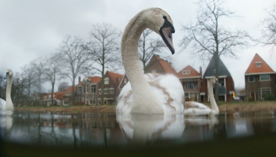 foto gemaakt met de fischeye lens,in onderwaterbehuizing,camera half in het water,de zwaan vlak voor mijn neus!