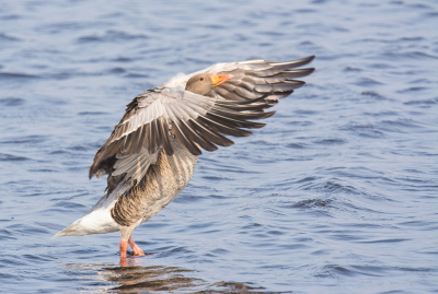 Deze grauwe gans wilde wel even imponeren en liet zich in in volle glorie
zien.