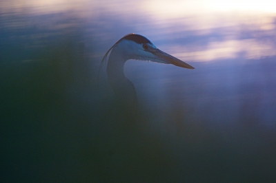 ik was vanmorgen om vijf uur bij ons in het park,het was een mooie zonsopkomst,stukje vanaf de reiger gaan liggen op de grond,door het gras heen gefotografeerd!