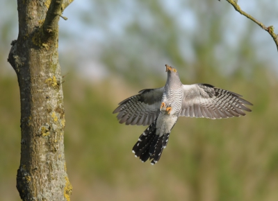 Mijn ouders hebben een hele leuke grote auto, het enige nadeel is dat hij spierwit is. Als je niet vogelaar bent is dat geen probleem, maar ik had altijd het idee dat dat niet handig was om vogels te benaderen. 
Gisteren heb ik met de net in Nederland gearriveerde Thijs. Na lang wachten en veel mooie foto's van Lesbos te hebben gezien bleek mijn idee gelukkig niet te kloppen. Het benaderen ging erg goed, en we konden een hele tijd van de koekoek genieten. Dus je kan je als vogelaar prima een witte auto permitteren!

Groet Albert.