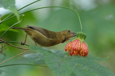 Net terug van een vakantie naar Ecuador en de Galapagos, heel veel foto's uit te zoeken.  Dit vond ik een van de leukste van de eerste lodge: een flowerpiercer die bezig is om een bloem te piercen om aan de nectar te komen.  Zo kun je zien waar de Engels naam op is gebaseerd.