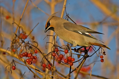 Er staan al veel pestvogels op maar ik vond deze in het avondlicht wel aardig gelukt ik ben er zelf wel blij mee.