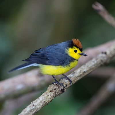 Dit kleurijk vogeltje valt zeer op in de bossen. Endemisch in CR en west Panama