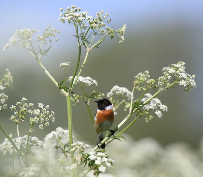 Soms hoeft zo'n vogel niet beeldvullend en wil je juist die omlijsting van dat witte kant er omheen. En wat springt datrode borstje er dan lekker uit. Helemaal blij mee..