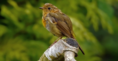 Het was een komen en gaan van vogels op een berk op ongeveer 12 m afstand. Naast jonge ekster, jonge merel en jonge pimpelmees ook deze heggenmus.