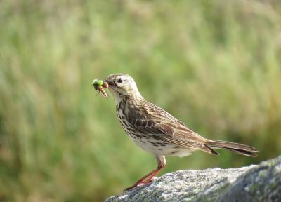 Hoog in de vogezen zaten veel graspiepers. Deze had een nest en was druk bezig met voederen.