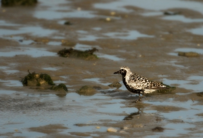 Was een maand geleden op Texel 
waar ik bij eb tussen de drieteen strandlopers deze plevier zag, ik zit te twijfelen of het een goud of zilverplevier is