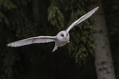 this photo i took while i was on vacation in germany. I was walking through the woods near the rhein when i saw an owl.