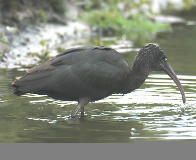 <i class='fa fa-user'></i> Henk Post | Zwarte Ibis  <i class='fa fa-eye'> 974</i>  <i class='fa fa-thumbs-up'> 26</i>   <i class='fa fa-comment-o'> 11</i>