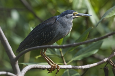 Voor de ingang van het Palmbeach Hotel in Kotu heb je door de opengewerkte bouwstenen een doorkijkje in een takkenbos wat een uitloper is van de mangroven.
Het is een vaste plek voor de Malachite en Giant Kingfisher. Groot was mijn verbazing dat er een Mangrovereiger op de plek van de IJsvogel zat.