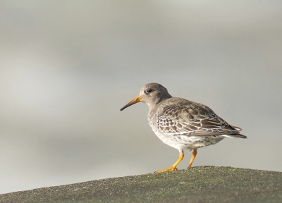 Paarse strandloper op de zuidpier bij IJmuiden. Deze liep mooi over de bovenste rand van de grote stenen waardoor hij mooi vrij kwam te staan.