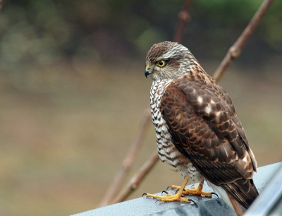 Zag deze vogel , formaat merel , op het dak van de buren. Leek op een valkje , maar niet met dit oog dat meer aan een uil doet denken. Wie vertelt mij wat ik hier heb gezien ?