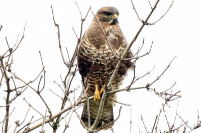 Zag deze vogel op een meter of 30 in een boom zitten. Lijkt een buizerd , maar tegen alle gewoontes in bleef hij zitten kijken. Nou zit daar ook een bruine kiekendief. Zou die het kunnen zijn ? Graag de mening van een ervaren BP er!